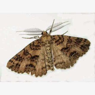 Insonorizar falso techo: Polilla madera